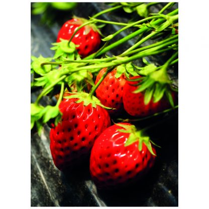 Postcard Best Of British Strawberries The Postcard Store 