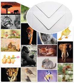 Aminal Mix postcards with white C6 envelopes - The Postcard Store
