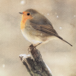 Robin postcard by Reme Junior - The Postcard Store – Visions