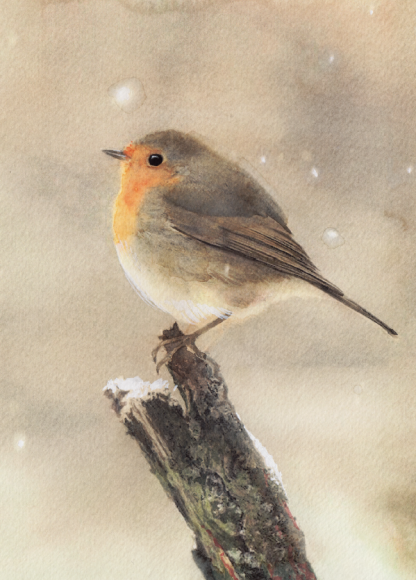 Robin postcard by Reme Junior - The Postcard Store – Visions
