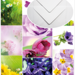 Spring Flower postcards with white envelopes - The Postcard Store