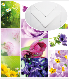 Spring Flower postcards with white envelopes - The Postcard Store