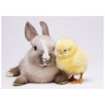 Rabbit postcard - The Postcard Store - Cuddly Creatures
